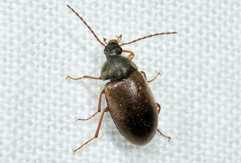 Isomira sp., Tenebrionidae Alleculinae